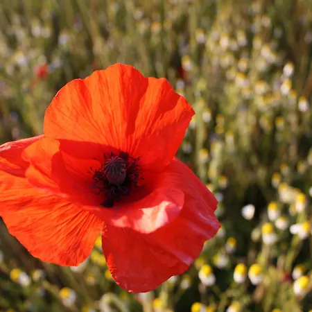 Comfortable Near Seabeach In דירה *